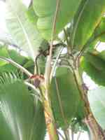 Banana tree