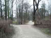 Paths in light woods