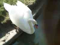 Swan