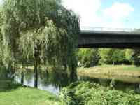 A willow tree in front of the Danube