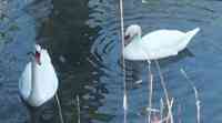 Geese and ducks in a stream