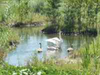 Some ducks and a swan flapping its wings