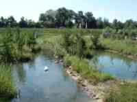 Pond with ducks and swans