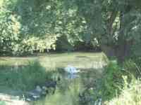 Some ducks and a swan preening