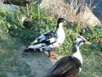 Black and white ducks