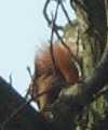 Red squirrel in tree