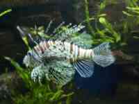 Lionfish