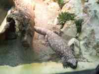 Gila Monster