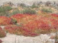 Salt pond plant