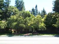 Building barely visible under some trees