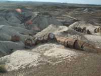 One long broken log-shaped rocks