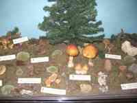 Display case showing mushrooms and mushroom information