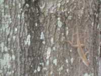 Lizard on a tree