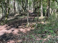 On trail to Mount Mitsutoge