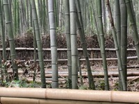 Sagano Bamboo Forest