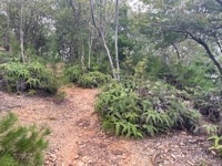 Near Sagano Bamboo Forest