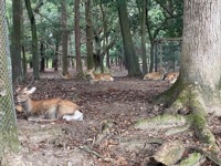 Nara Park