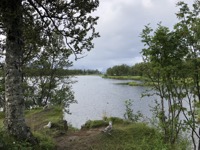 Birds at the lake