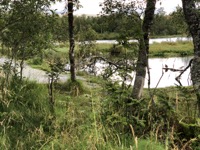 Trees at the lake