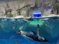 Penguins swimming in aquarium