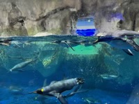 Penguins swimming in aquarium