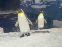 Penguins walking on snow in aquarium