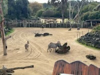 Zebras and ostriches in front, rhinos and more in the back