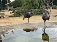 Ostriches