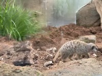 Meerkat