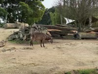 Waterbuck