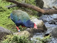 Swamphen