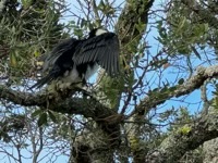 Little Pied Cormorant