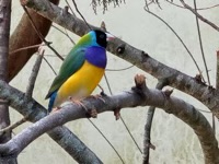 Gouldian Finch