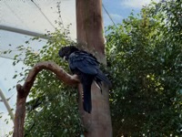 Red-Tailed Black Cockatoo