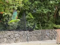 Amazona in flight