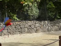 Unidentified bird in flight