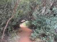 Path through vegetation