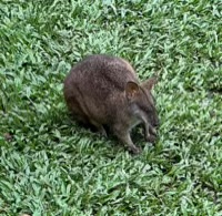 Pademelon