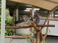 Koalas