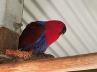 Eclectus Parrot