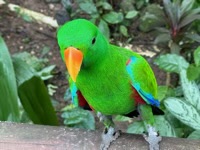 Eclectus Parrot