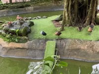 Birds at Birdworld