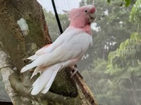 Cacatua