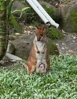 Red-Necked Wallaby with a joey poking out of its pouch