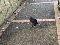 Australian Brushturkey