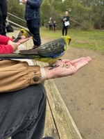 Feeding a Green Rosella