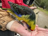 Feeding a Green Rosella