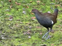 Common Moorhen