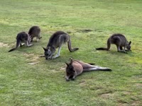 Kangaroos