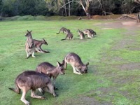 Kangaroos